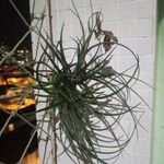 Tillandsia recurvata 葉