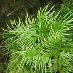 Selaginella pallescens Іншае