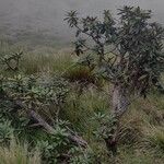 Rhododendron arboreum Habitus