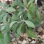 Salvia apiana Fulla