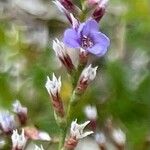 Limonium carolinianum Цветок