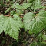 Vitis riparia Feuille