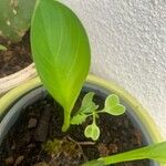 Calla palustris पत्ता