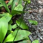 Clintonia borealis Liść