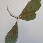 Buchenavia nitidissima Folla
