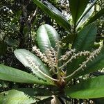 Tapeinosperma lenormandii Habitus