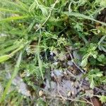 Linaria micrantha Habit