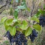 Ligustrum japonicum Blatt