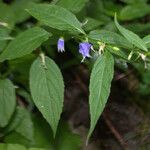 Campanula divaricata 整株植物