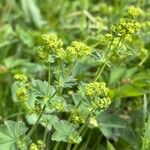 Alchemilla monticola Blüte