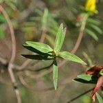 Hypericum lanceolatum Лист