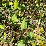 Caryopteris × clandonensis Yaprak