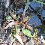 Ludwigia palustris Leaf