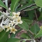 Elaeagnus umbellata Flor