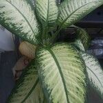 Dieffenbachia seguineList