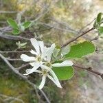 Amelanchier ovalisBlomst