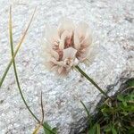 Trifolium pallescens Õis