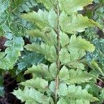 Polystichum luctuosum Feuille