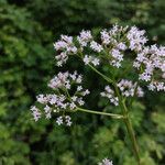 Valeriana officinalisЦветок