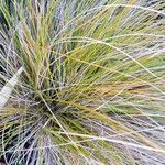 Carex testacea List