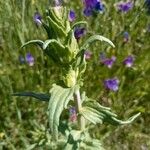 Bellardia trixago Flower