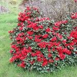 Rhododendron haematodes Habitus