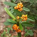 Pyracantha koidzumii Frucht