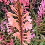 Watsonia borbonica പുഷ്പം