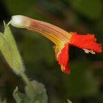 Mimulus cardinalis Flor