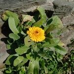 Calendula officinalis Hábito