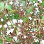 Stevia yaconensis Λουλούδι