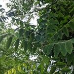 Robinia viscosa Blatt