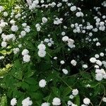 Ranunculus aconitifolius Vekstform