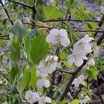 Prunus serrula Flower