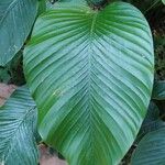 Thaumatococcus daniellii Leaf
