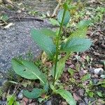 Verbascum blattaria Folha