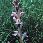 Orobanche caryophyllacea Blodyn