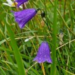 Campanula rhomboidalisFiore