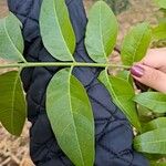 Toona ciliata Leaf