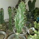 Opuntia triacanthos Folha