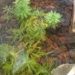 Myriophyllum aquaticum Frunză