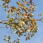 Ceiba insignis Leaf