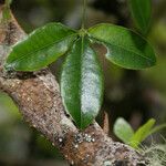 Zanthoxylum asiaticum पत्ता
