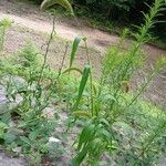 Setaria italica Habitus