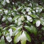 Vaccinium arboreum Folha