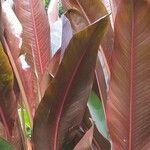 Heliconia indica Leaf