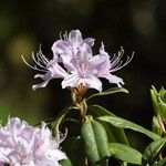 Rhododendron davidsonianum Flower