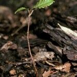 Nothofagus alpina Corteza