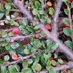 Cotoneaster splendens പുറംതൊലി