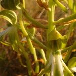 Habenaria helicoplectrum Flower